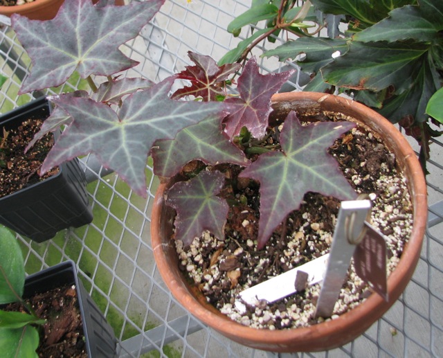 B. kenworthyae